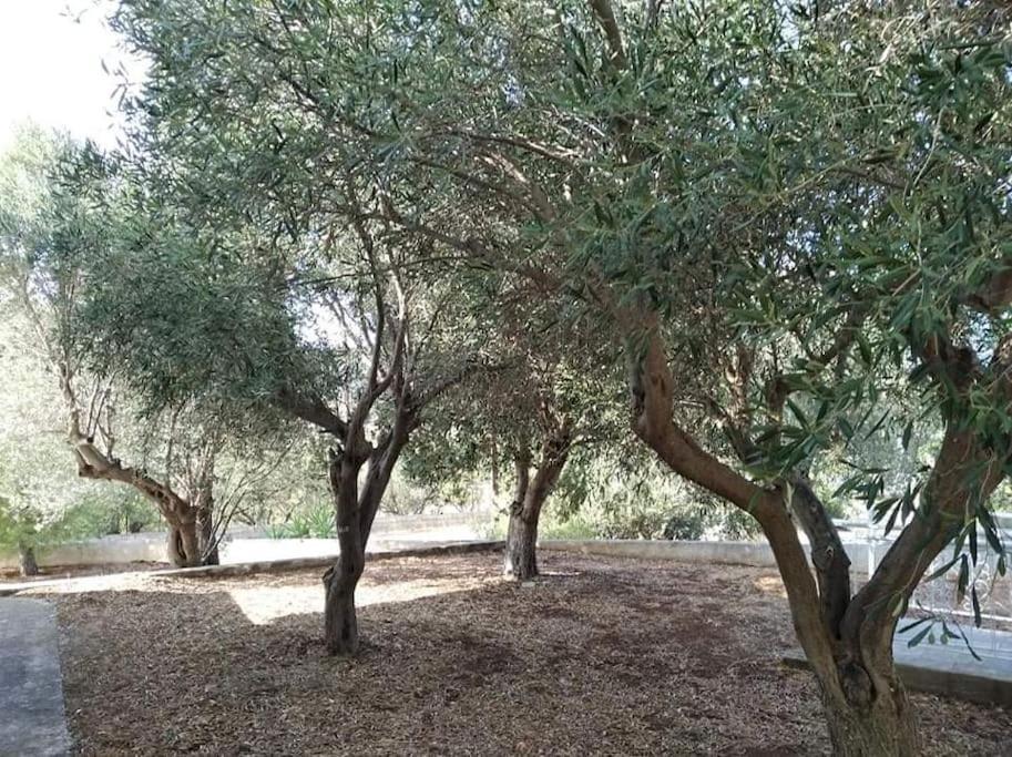 White Villa In Olive Trees And Seaview To Panagia Almiropótamos Eksteriør billede
