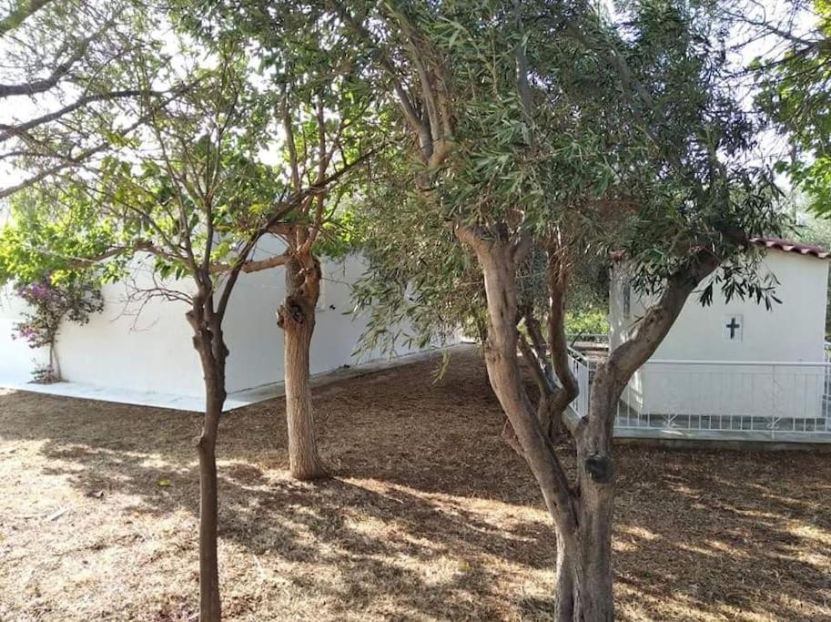 White Villa In Olive Trees And Seaview To Panagia Almiropótamos Eksteriør billede